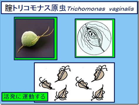 泌尿器科専門医 ドクター尾上の医療ブログ: 女性の愛液